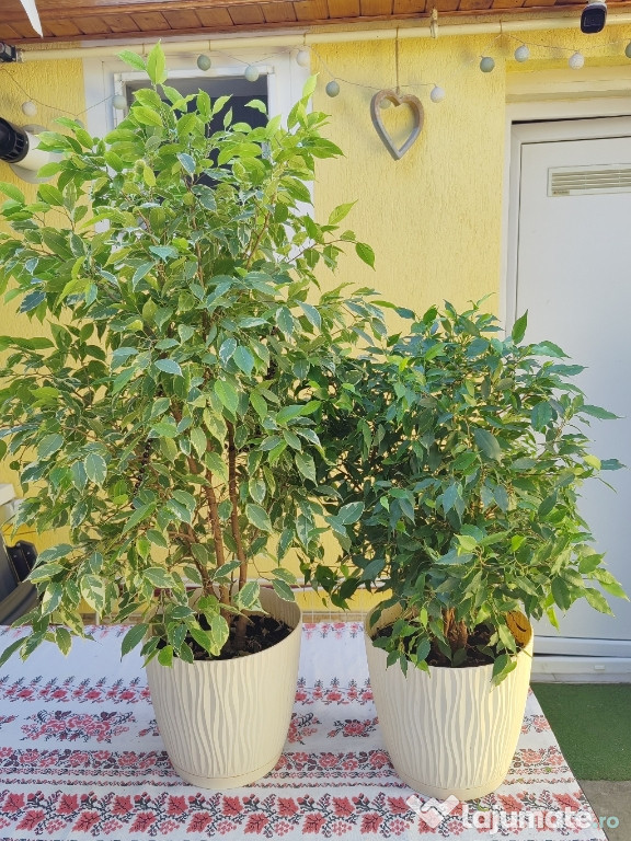 Ficus benjamin, plante decorative