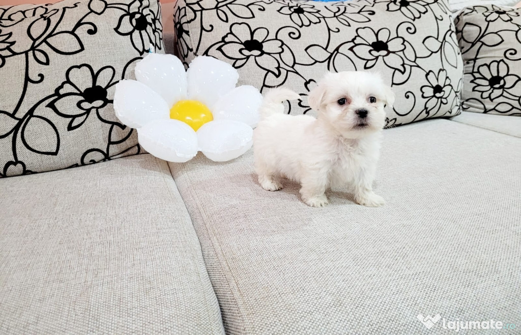 Bichon maltez toy
