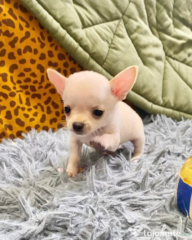 Chihuahua femela