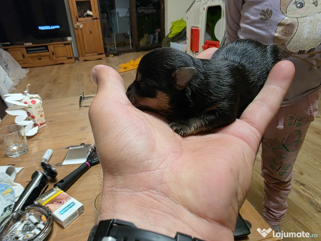 Vand Yorkshire Terrier