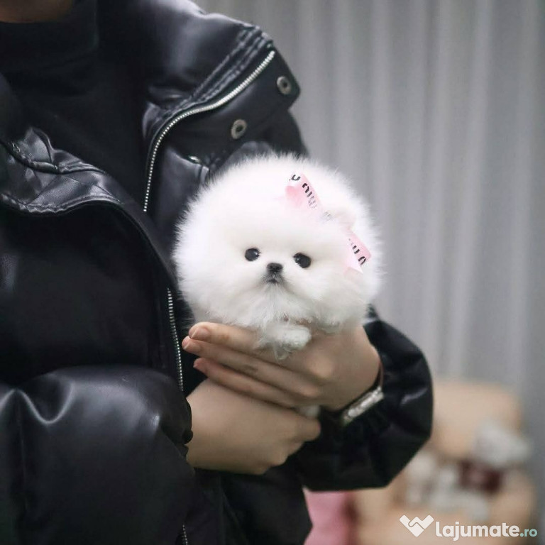 Pomeranian Mini Boo