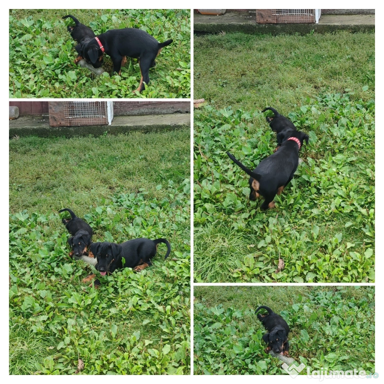 Jagdterrier disponibili