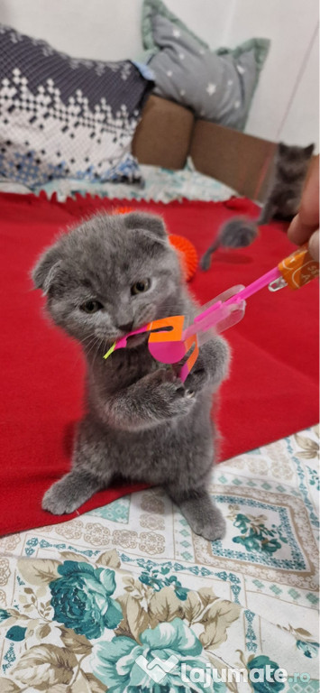 British shorthair și scottish fold blue