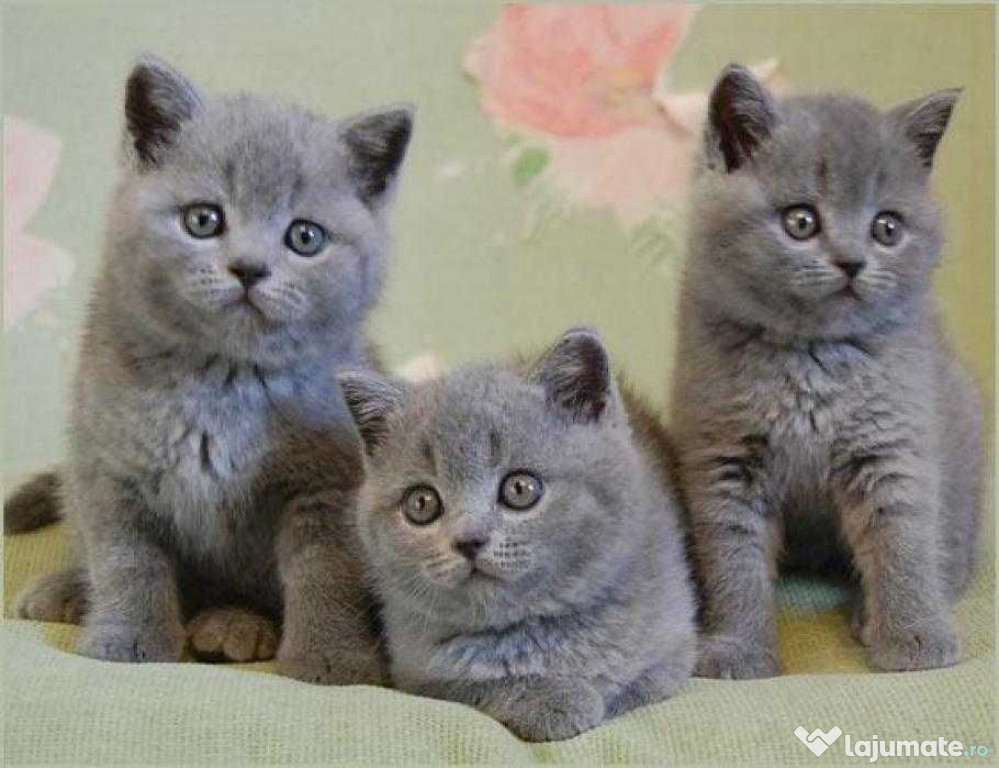 British shorthair motănei și pisicuțe