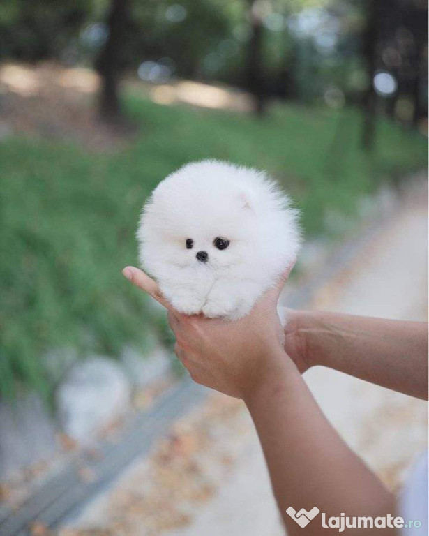 Pomeranian mini toy