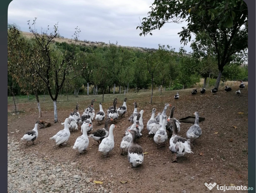 Gâște de vânzare