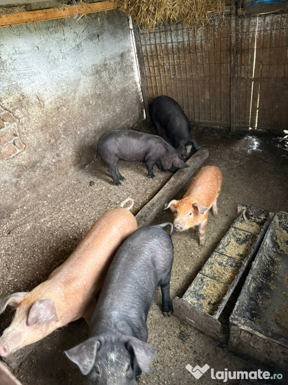 3 luni ( Duroc cu petrean) , femele !