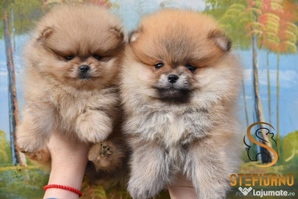 Pui Pomeranian Spitz BOO, Pomeranian, Pomeranian Bears