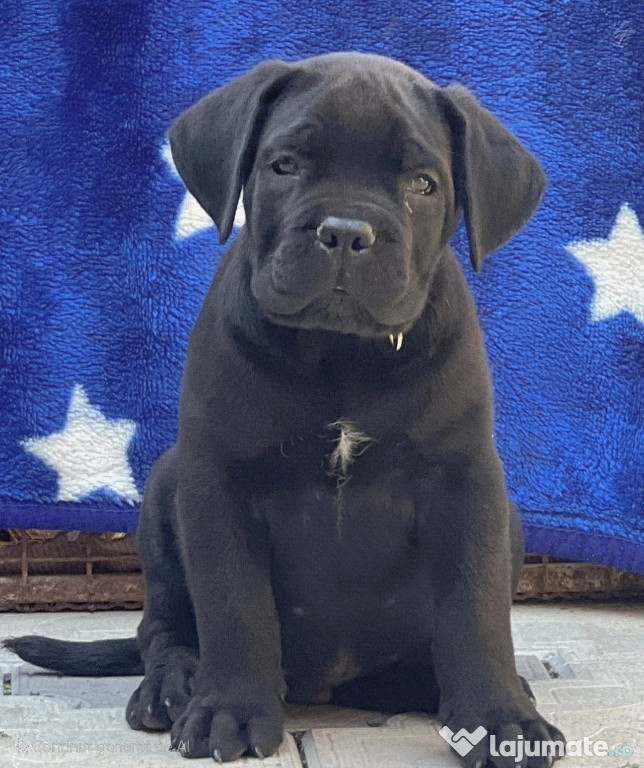 Cane Corso Fetita 3 luni