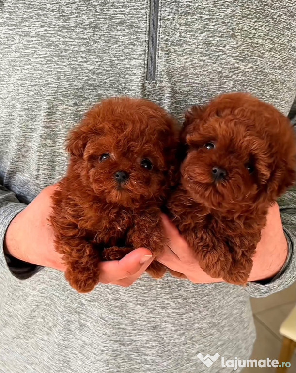 Pudel Red Brown Toy