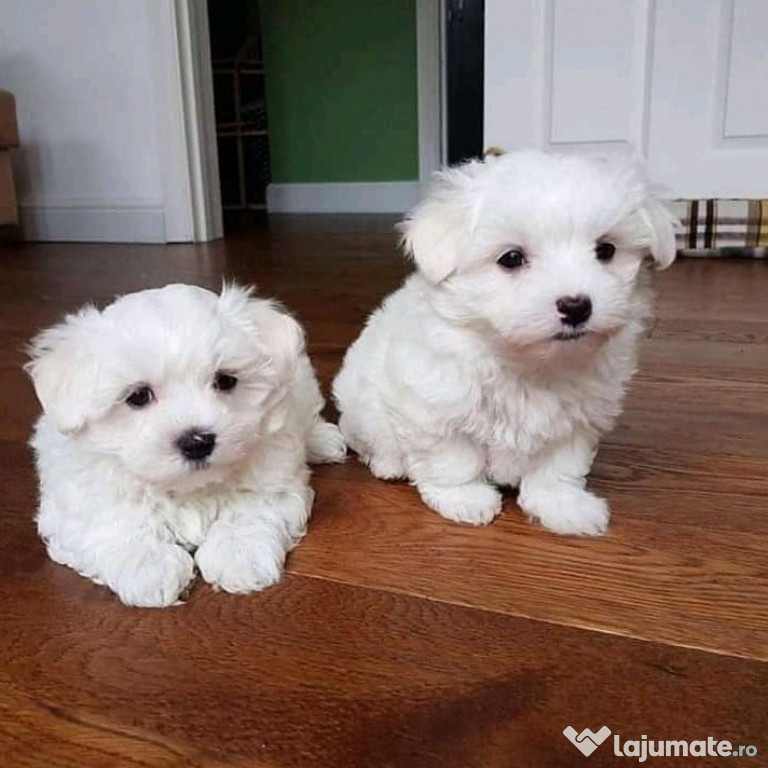 Bichon maltez mini toy