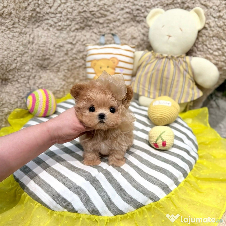 Maltipoo mini talie foarte mica