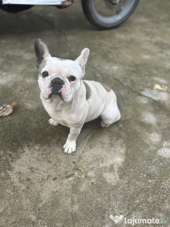 Câine bulldog francez preț 2000 de lei vârsta 4 ani femelă