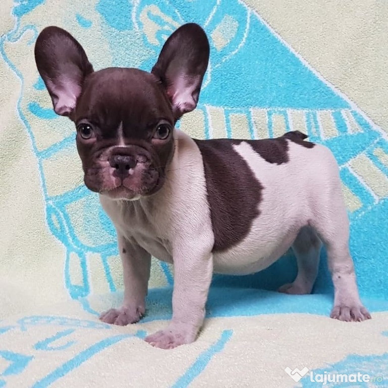 Bulldog francez miny masculi si femele