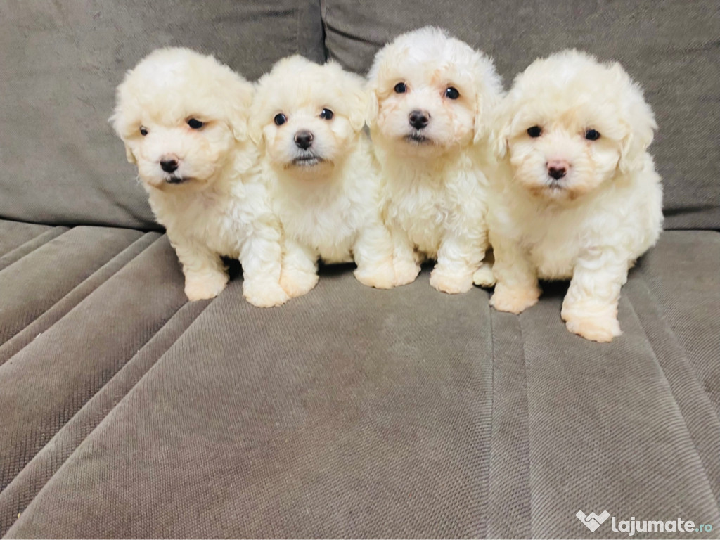 Bichoni maltese de vanzare