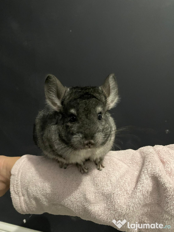 Chinchilla de vânzare – 6 luni, prietenoase și jucăușe