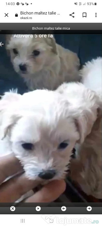 Bichon Maltez puiuți de aproape doua luni