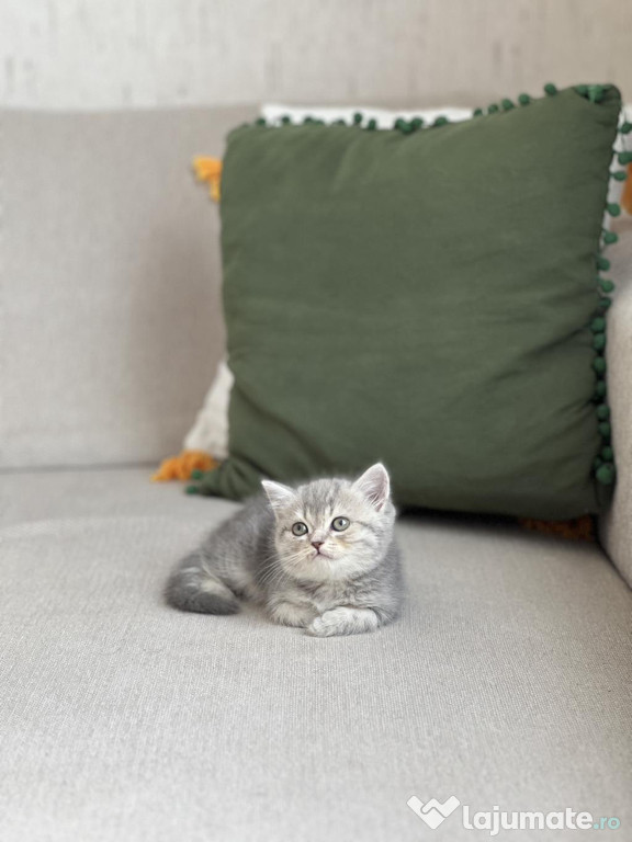 British shorthair puiuți