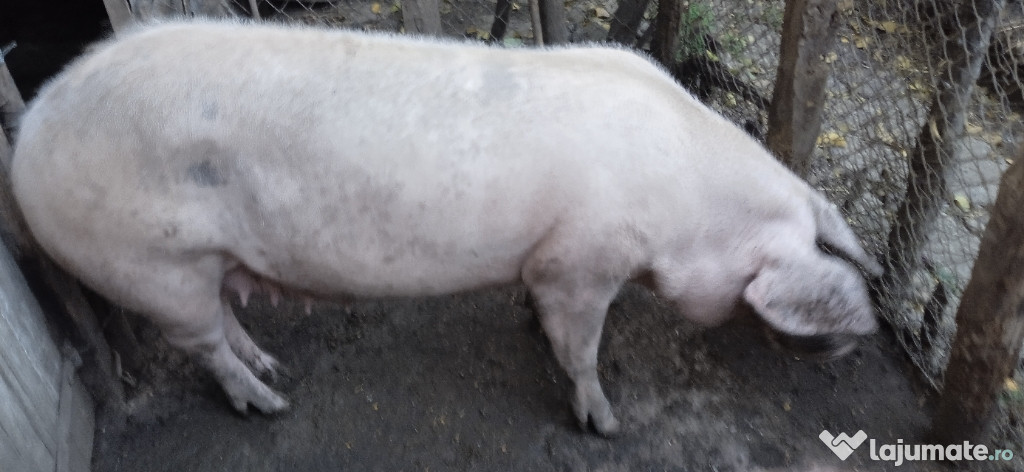 Vând porci mari rasa marele alb