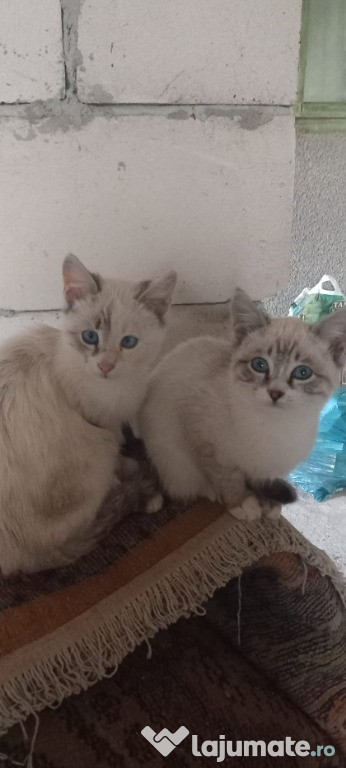Pisicute Snowshoe / Ragdoll