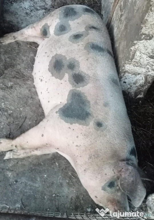 De vânzare vier peste 300 kg