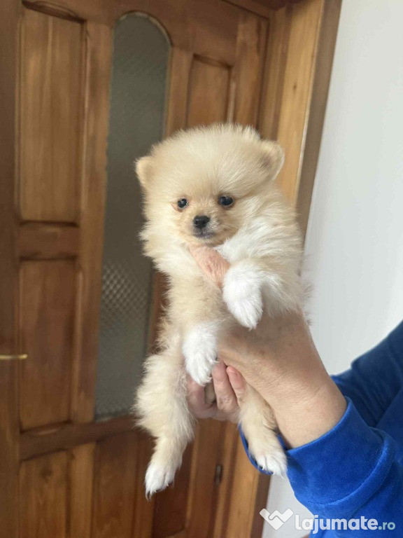 Vinzare pomeranian