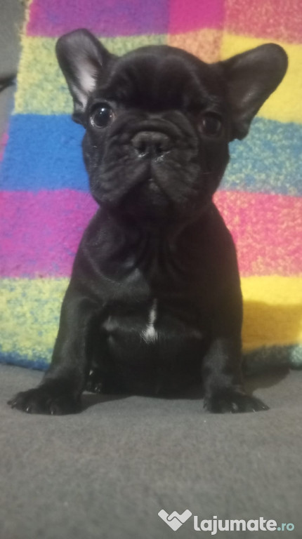 Bulldog francez mascul