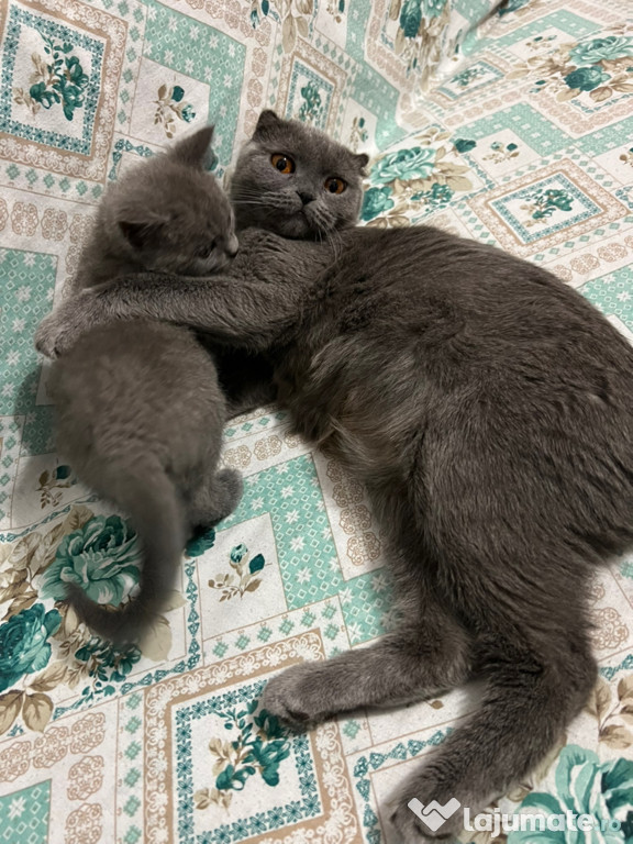 British Shorthair