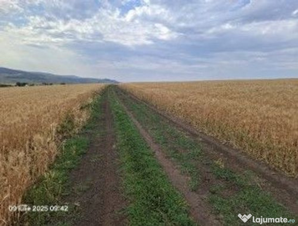 Teren Extravilan Pribesti, ID: R2774827