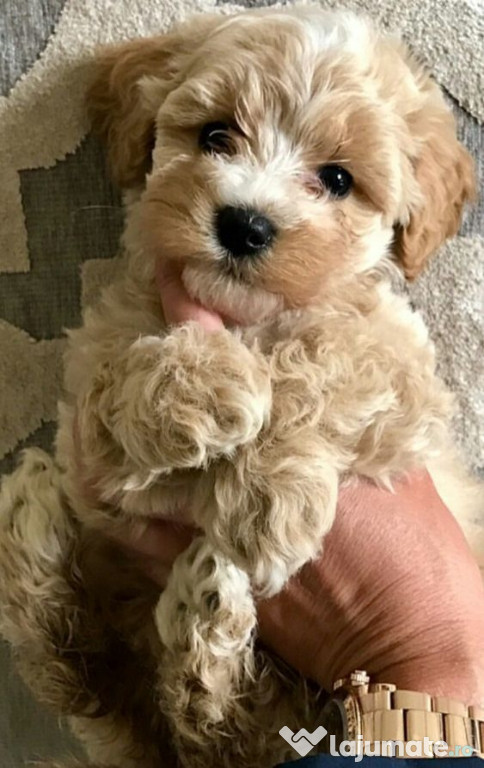 Maltipoo poodle mini toy