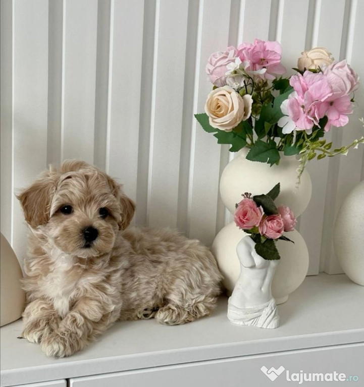 Maltipoo poodle apricot mini toy