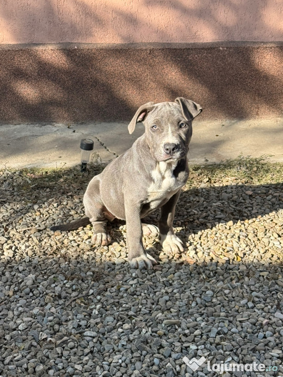 Amstaff bule foarte frumos