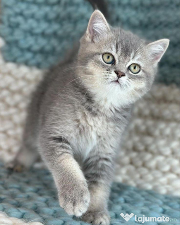 British shorthair motănei și pisicuțe