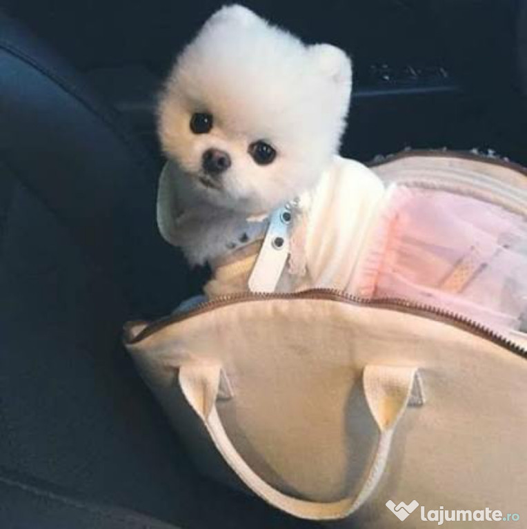 Pomeranian mini Ursuleț de cea mai mica talie