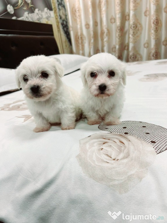 Bichon maltez toy