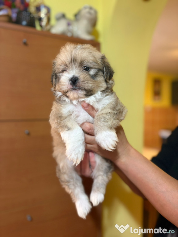 Căței Bichon havanez