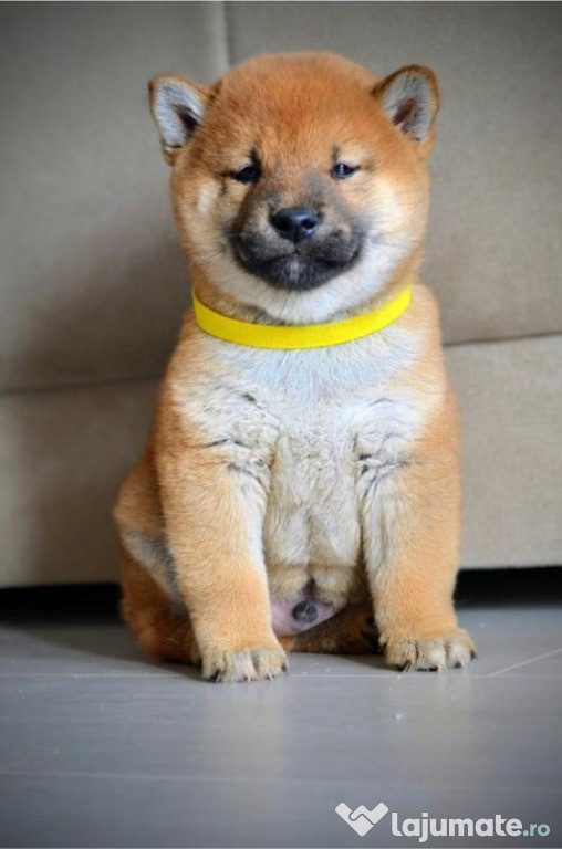 Shiba Inu cățeluși de vânzare