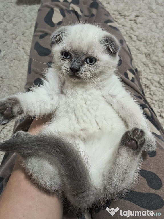 Pisicute Scottish Fold