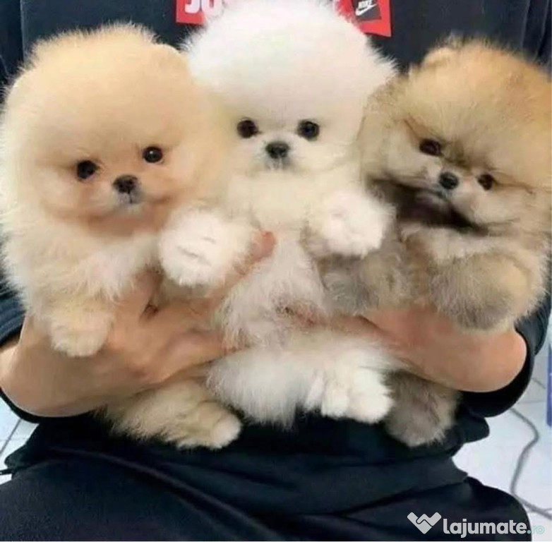 Pomeranian mini toy tip ursuleț