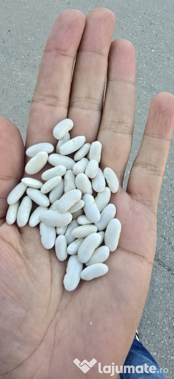 Vand fasole origine Egipt