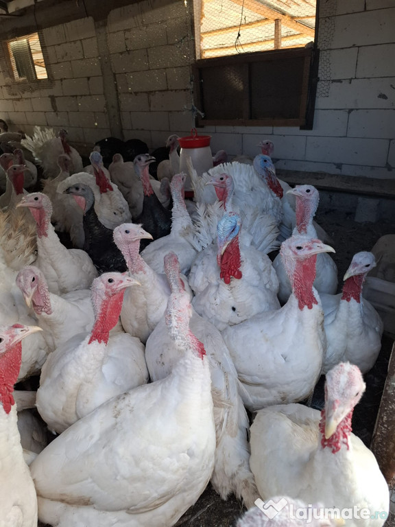 Se vând curci și curcani bio!!!