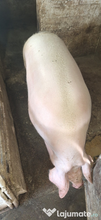 Vând porc rasă marele alb cu greutatea de aproximativ 350kg