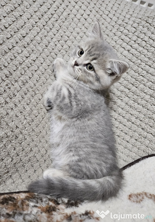 Pui British Shorthair Tabby