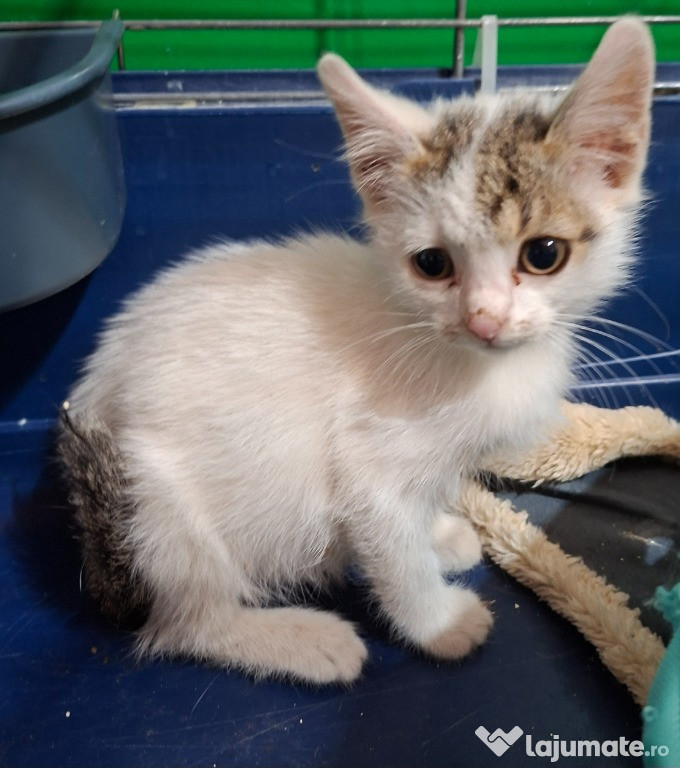 Adoptie pui de pisica alb Zgubicel