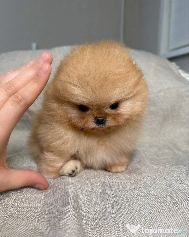 Pomeranian mini toy gold