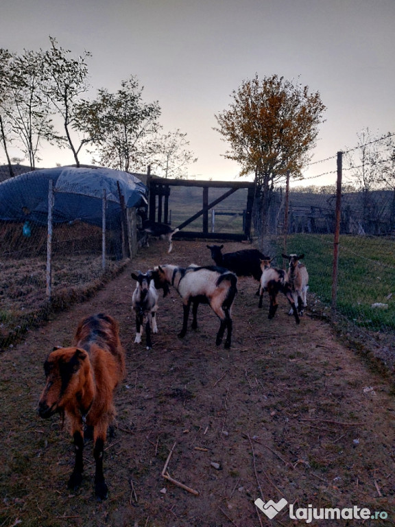 Vând echipa de 6 capre si 1 tap