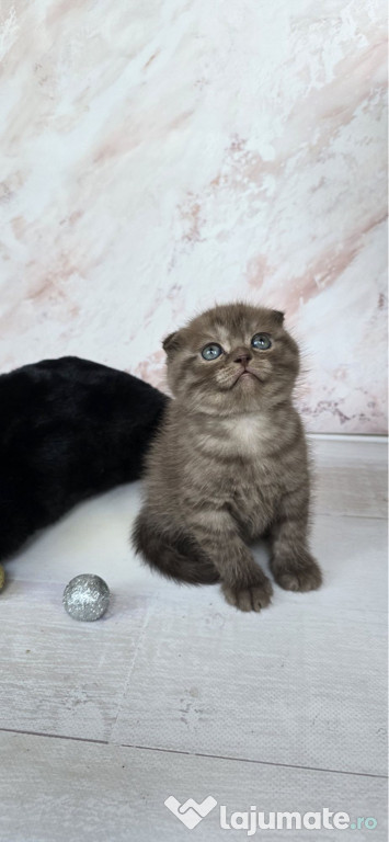 Scottish fold pui