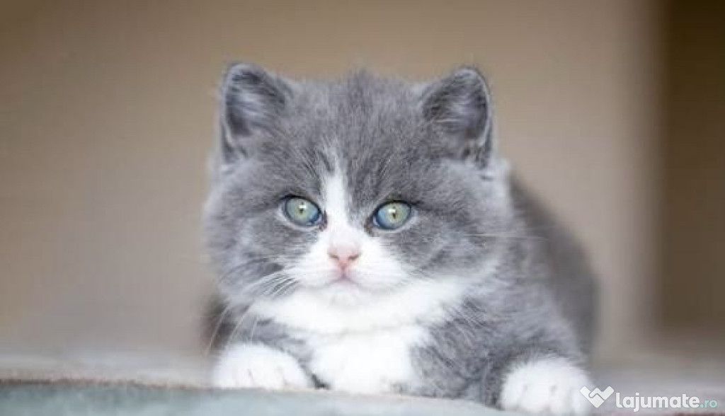 British shorthair puiuți