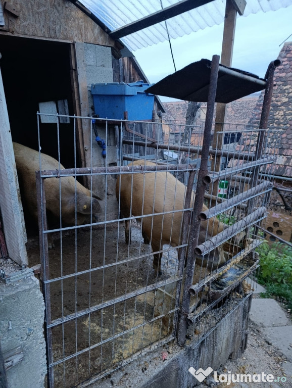 Vând porc pentru sacrificare