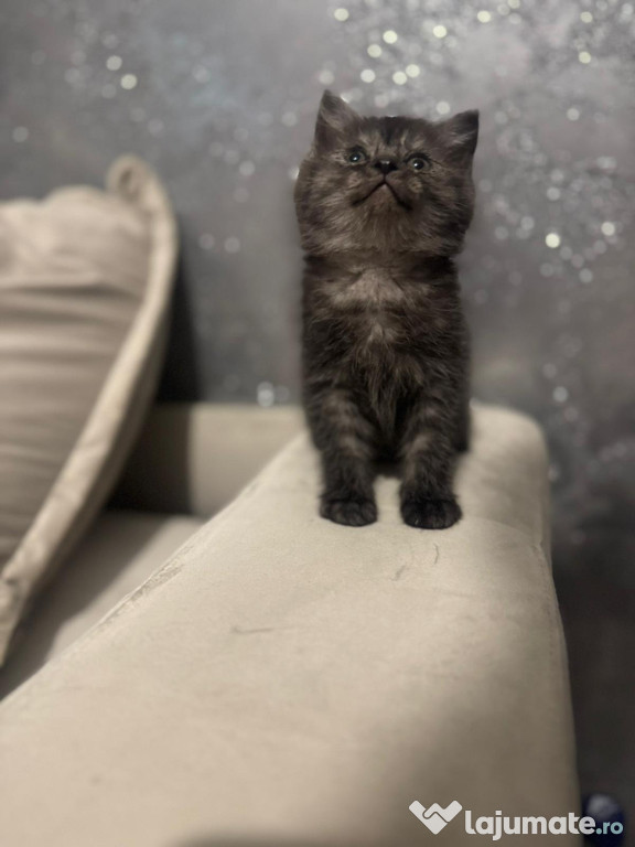 British shorthair pui superbi